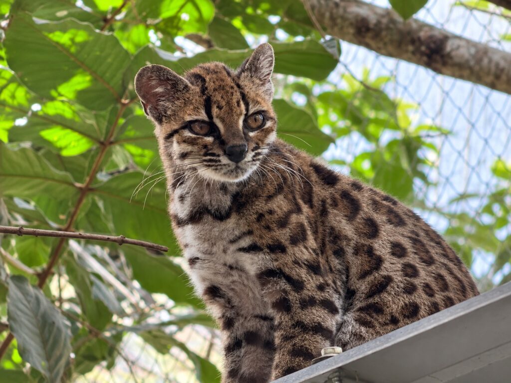 En Bolivia descubren al Tilcayo, un pequeño felino desconocido para la ciencia